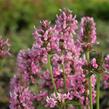 Čistec, bukvice lékařská 'Pink Cotton Candy' - Stachys (Betonica) officinalis 'Pink Cotton Candy’