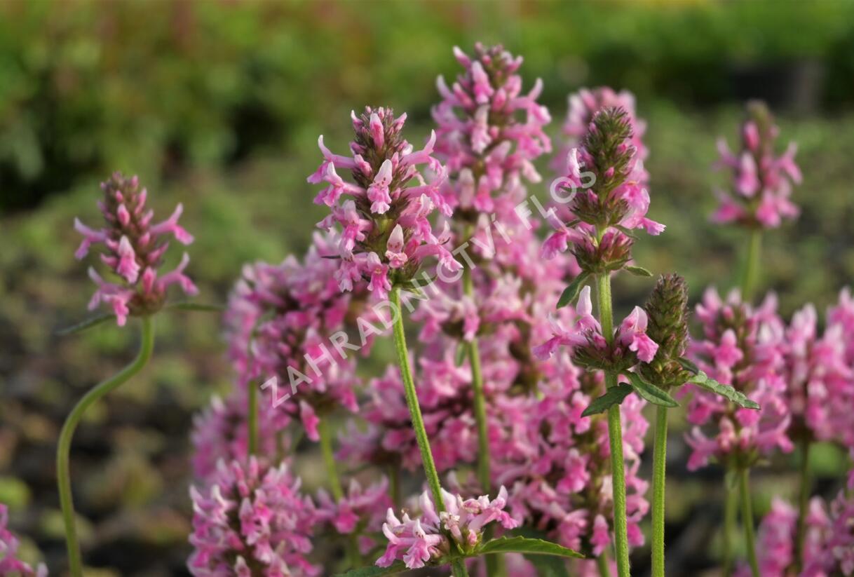 Čistec, bukvice lékařská 'Pink Cotton Candy' - Stachys (Betonica) officinalis 'Pink Cotton Candy’