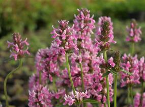 Čistec, bukvice lékařská 'Pink Cotton Candy' - Stachys (Betonica) officinalis 'Pink Cotton Candy’