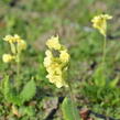 Prvosenka vyšší 'Wildform' - Primula elatior 'Wildform'