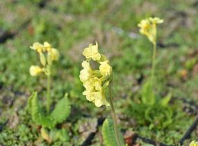 Prvosenka vyšší 'Wildform' - Primula elatior 'Wildform'