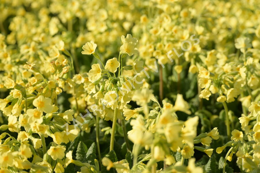 Prvosenka vyšší 'Wildform' - Primula elatior 'Wildform'