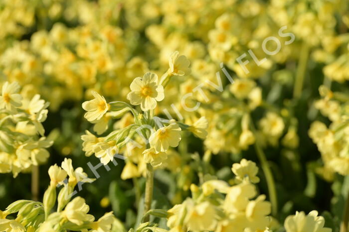 Prvosenka vyšší 'Wildform' - Primula elatior 'Wildform'