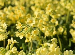 Prvosenka vyšší 'Wildform' - Primula elatior 'Wildform'