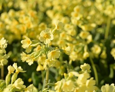 Prvosenka vyšší 'Wildform'