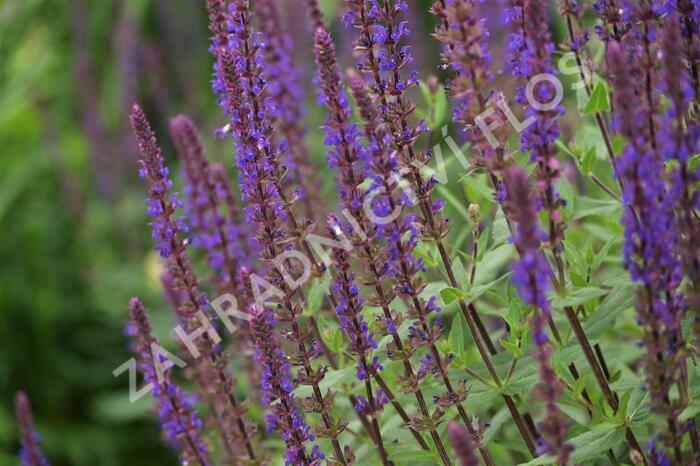 Šalvěj hajní 'Caradonna' - Salvia nemorosa 'Caradonna'