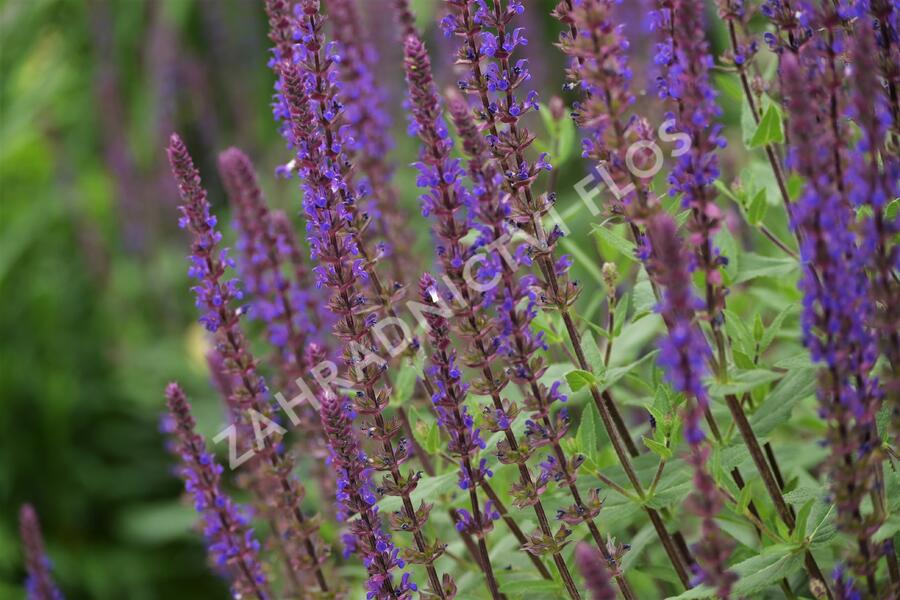 Šalvěj hajní 'Caradonna' - Salvia nemorosa 'Caradonna'