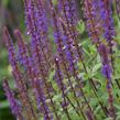 Šalvěj hajní 'Caradonna' - Salvia nemorosa 'Caradonna'