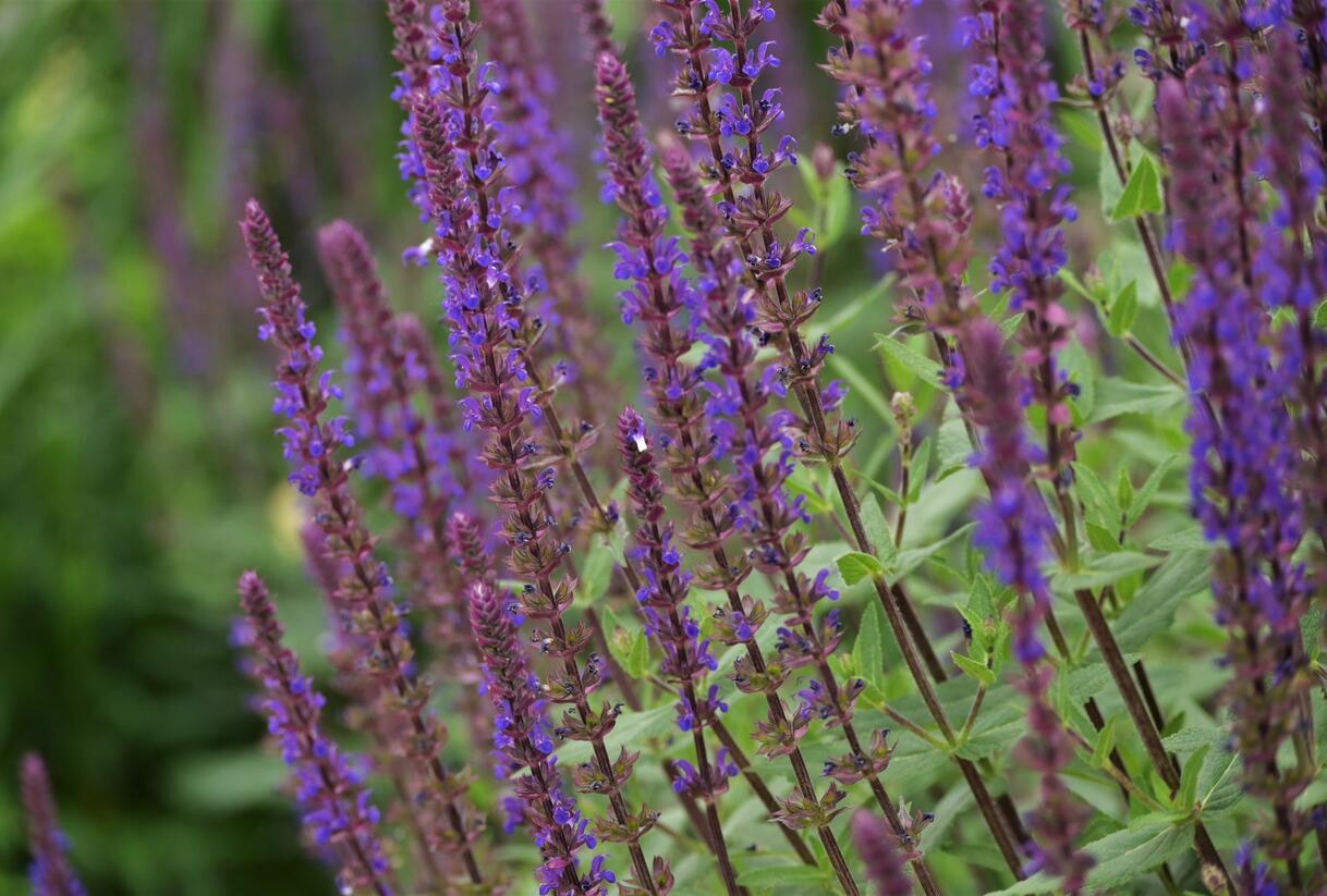 Šalvěj hajní 'Caradonna' - Salvia nemorosa 'Caradonna'