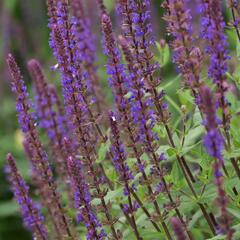 Šalvěj hajní 'Caradonna' - Salvia nemorosa 'Caradonna'