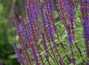 Šalvěj hajní 'Caradonna' - Salvia nemorosa 'Caradonna'