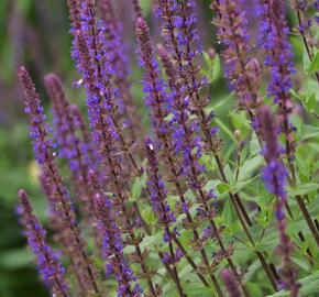 Šalvěj hajní 'Caradonna' - Salvia nemorosa 'Caradonna'