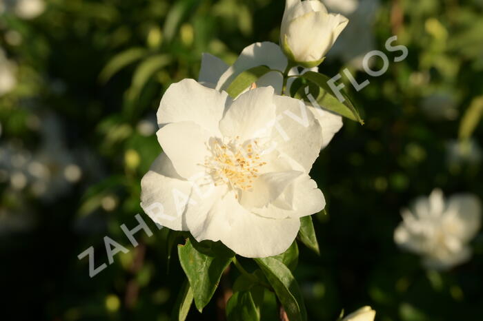 Pustoryl 'Natchez' - Philadelphus 'Natchez'