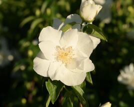 Pustoryl 'Natchez'