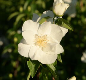 Pustoryl 'Natchez' - Philadelphus 'Natchez'