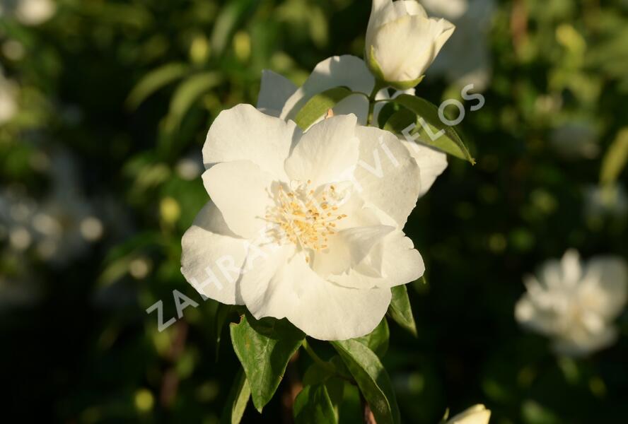 Pustoryl 'Natchez' - Philadelphus 'Natchez'