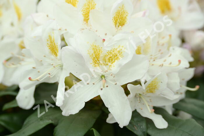 Pěnišník 'Madame Masson' - Rhododendron (T) 'Madame Masson'