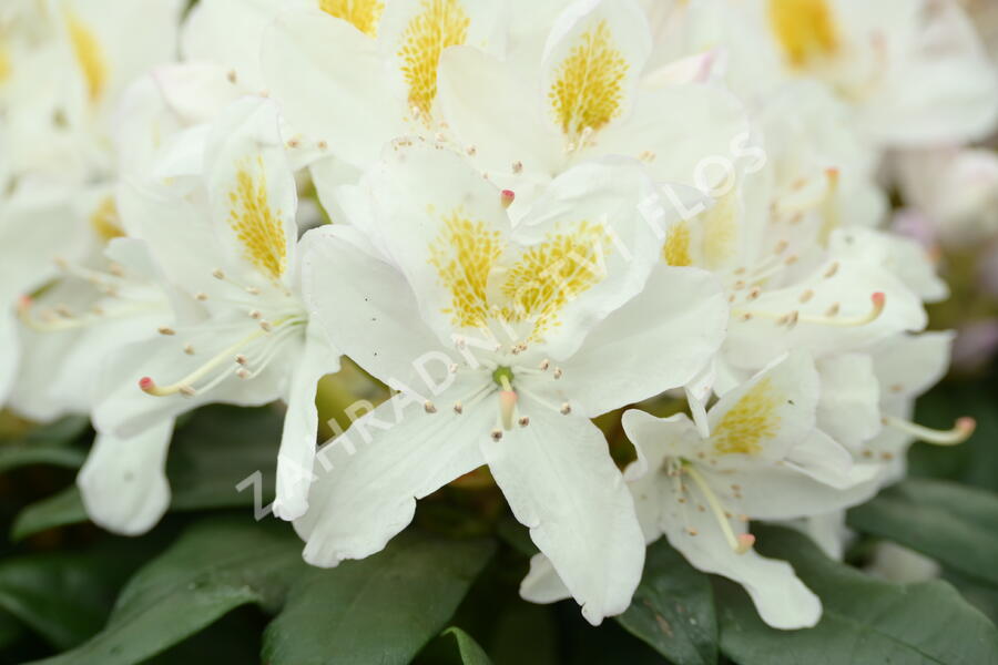 Pěnišník 'Madame Masson' - Rhododendron (T) 'Madame Masson'