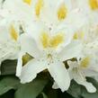 Pěnišník 'Madame Masson' - Rhododendron (T) 'Madame Masson'