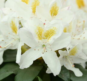 Pěnišník 'Madame Masson' - Rhododendron (T) 'Madame Masson'