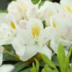 Pěnišník 'Madame Masson' - Rhododendron (T) 'Madame Masson'