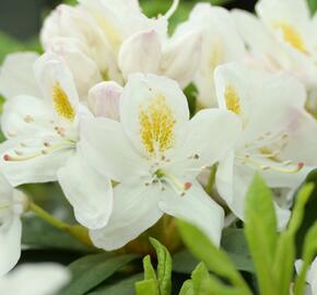Pěnišník 'Madame Masson' - Rhododendron (T) 'Madame Masson'