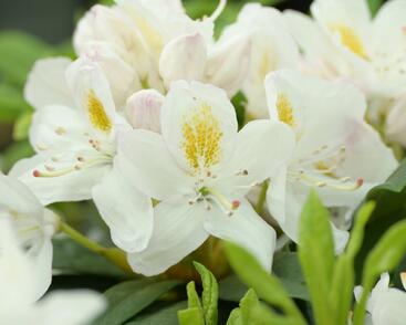 Pěnišník 'Madame Masson'