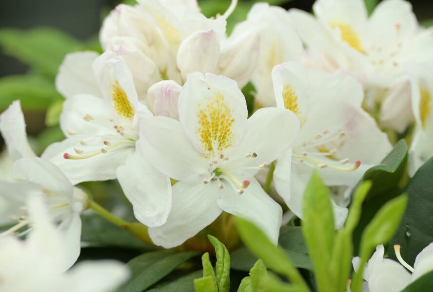 Pěnišník 'Madame Masson' - Rhododendron (T) 'Madame Masson'