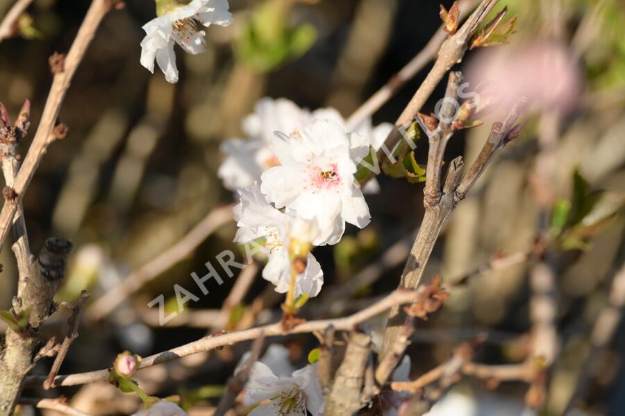 Višeň 'Hally Jolivette' - Prunus subhirtella 'Hally Jolivette'
