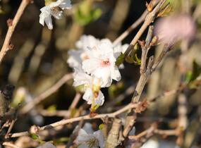 Višeň 'Hally Jolivette' - Prunus subhirtella 'Hally Jolivette'