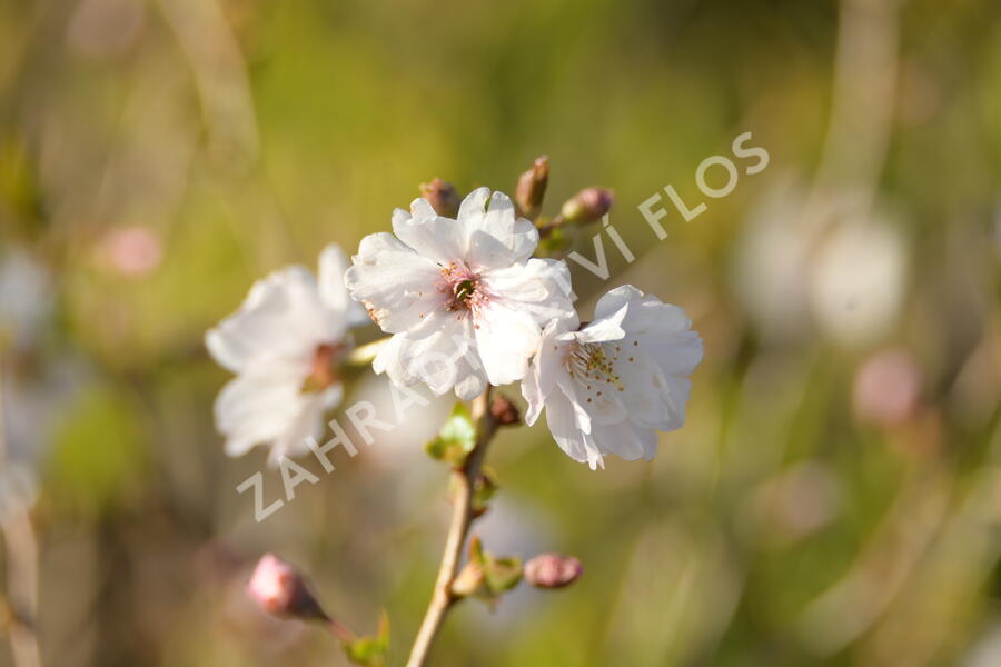 Višeň 'Hally Jolivette' - Prunus subhirtella 'Hally Jolivette'