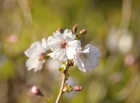 Višeň 'Hally Jolivette' - Prunus subhirtella 'Hally Jolivette'