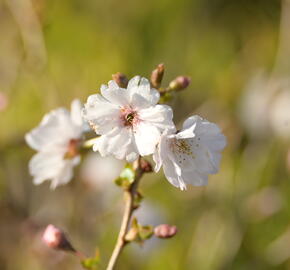 Višeň 'Hally Jolivette' - Prunus subhirtella 'Hally Jolivette'