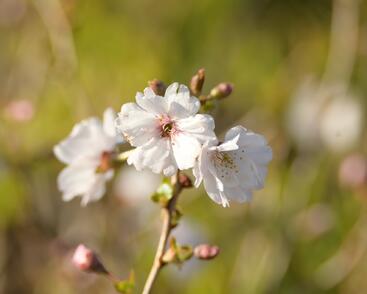Višeň 'Hally Jolivette'