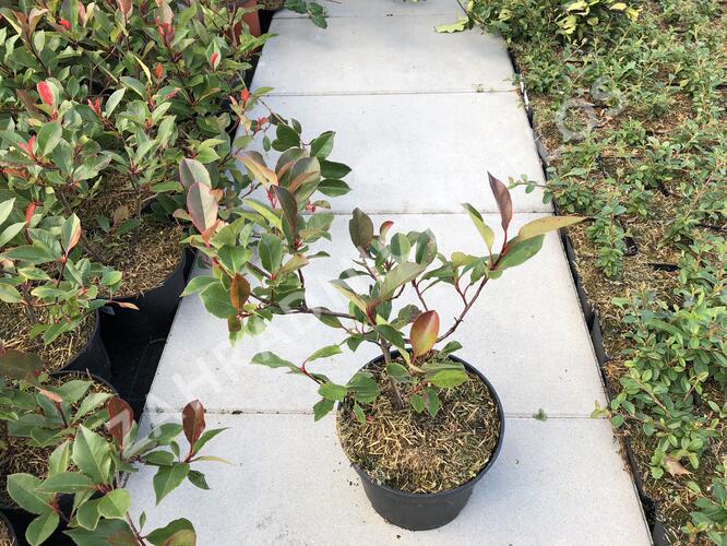 Blýskavka Fraserova 'Little Red Robin' - Photinia fraseri 'Little Red Robin'