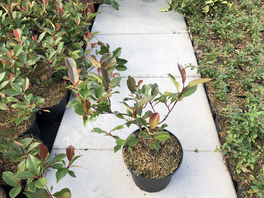 Blýskavka Fraserova 'Little Red Robin' - Photinia fraseri 'Little Red Robin'