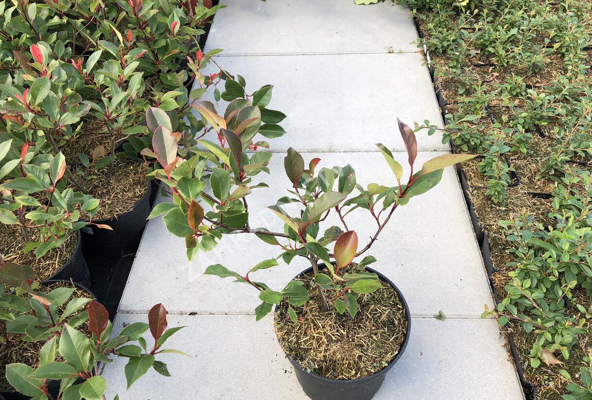 Blýskavka Fraserova 'Little Red Robin' - Photinia fraseri 'Little Red Robin'