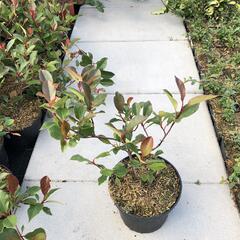 Blýskavka Fraserova 'Little Red Robin' - Photinia fraseri 'Little Red Robin'