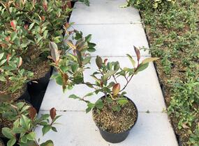 Blýskavka Fraserova 'Little Red Robin' - Photinia fraseri 'Little Red Robin'