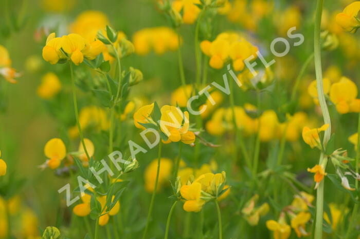 Štírovník růžkatý - Lotus corniculatus