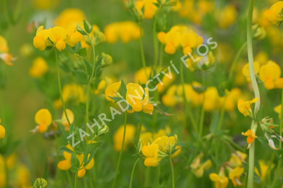 Štírovník růžkatý - Lotus corniculatus