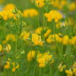 Štírovník růžkatý - Lotus corniculatus