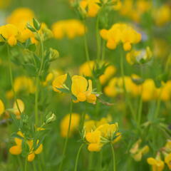 Štírovník růžkatý - Lotus corniculatus