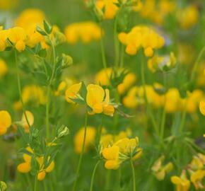 Štírovník růžkatý - Lotus corniculatus