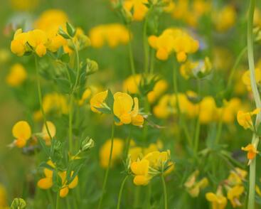 Štírovník růžkatý