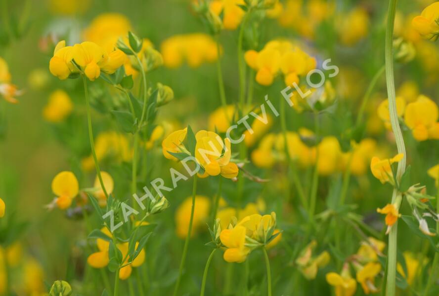 Štírovník růžkatý - Lotus corniculatus