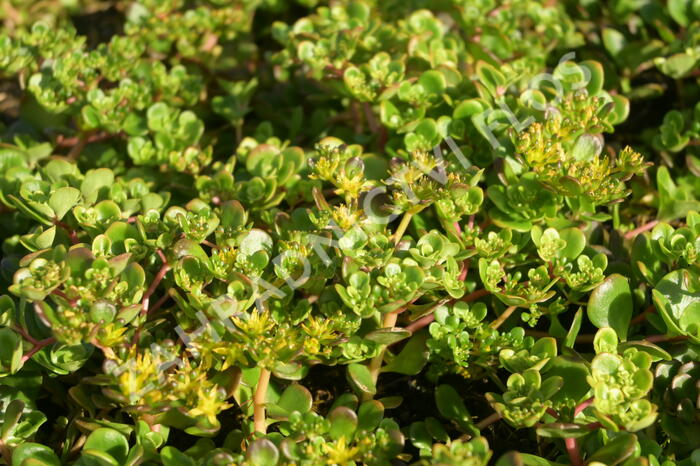 Rozchodník - Sedum makinoi