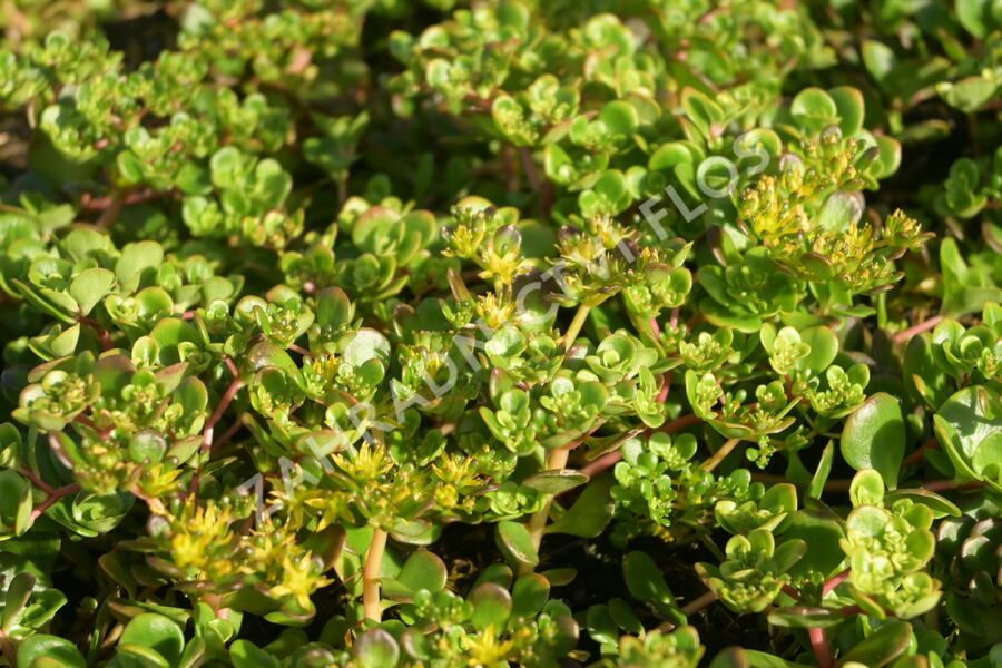 Rozchodník - Sedum makinoi