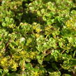 Rozchodník - Sedum makinoi