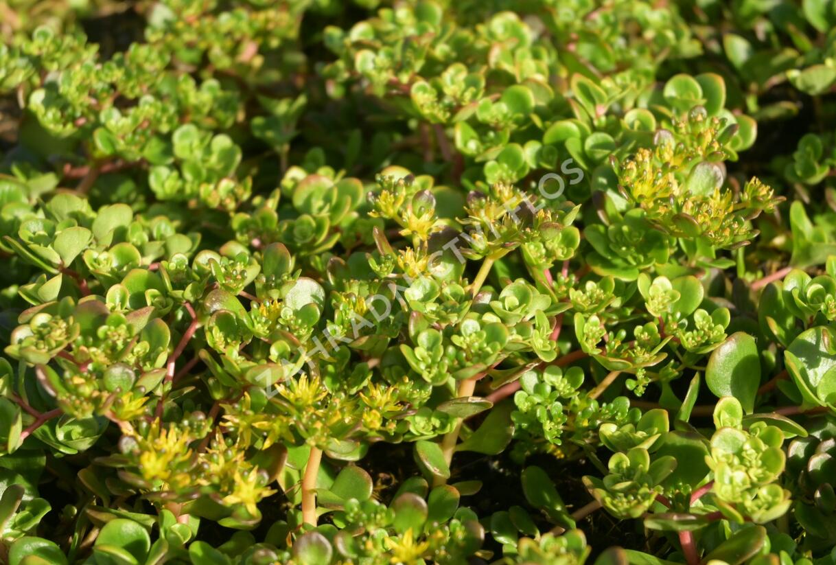 Rozchodník - Sedum makinoi
